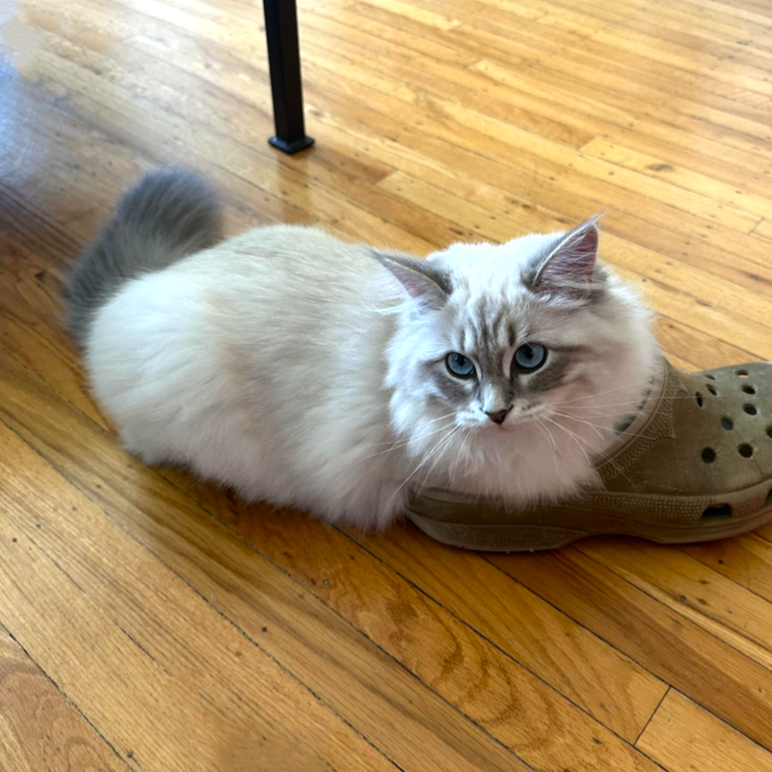 Mochi the Siberian kitten playing