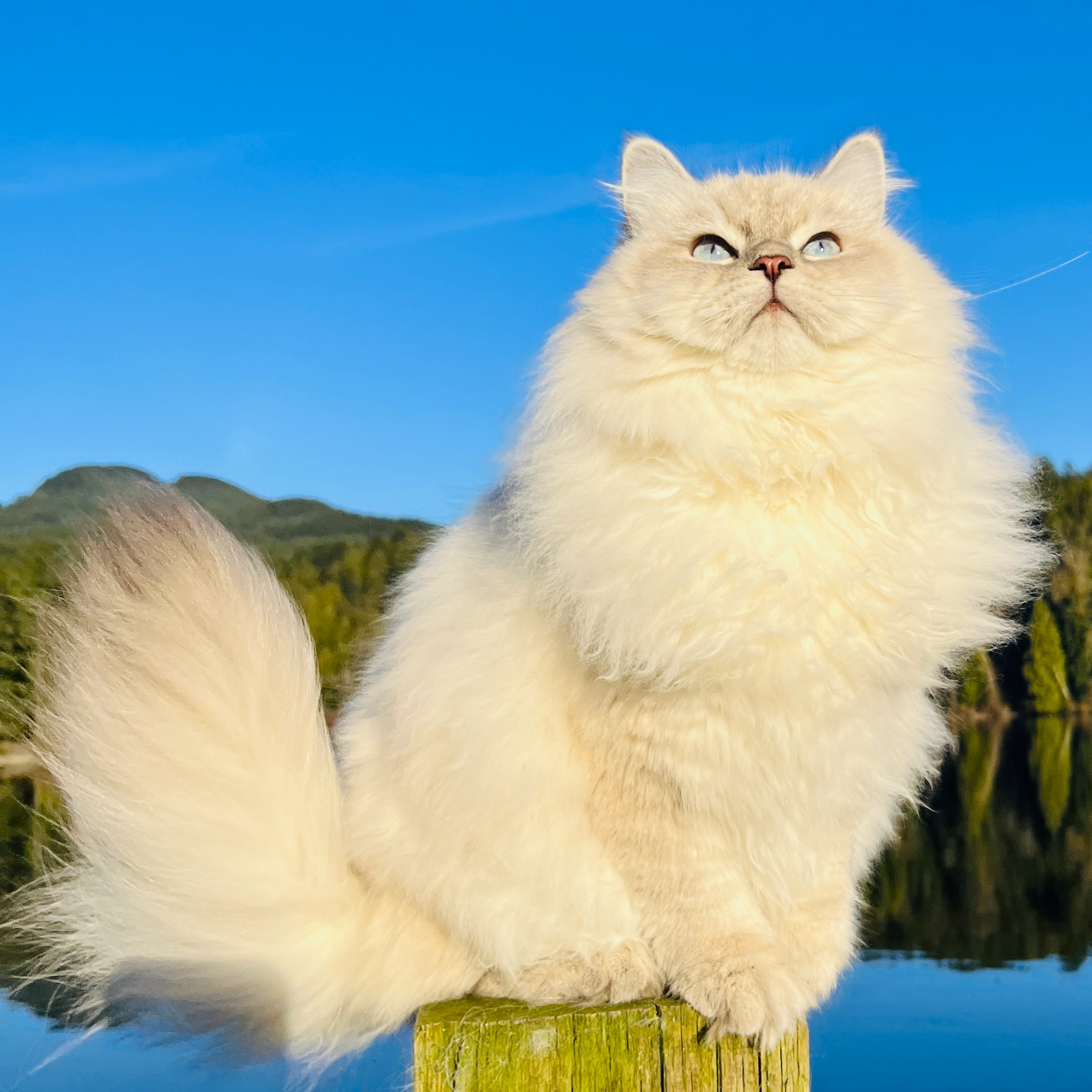 Siberian kitten with beautiful eyes