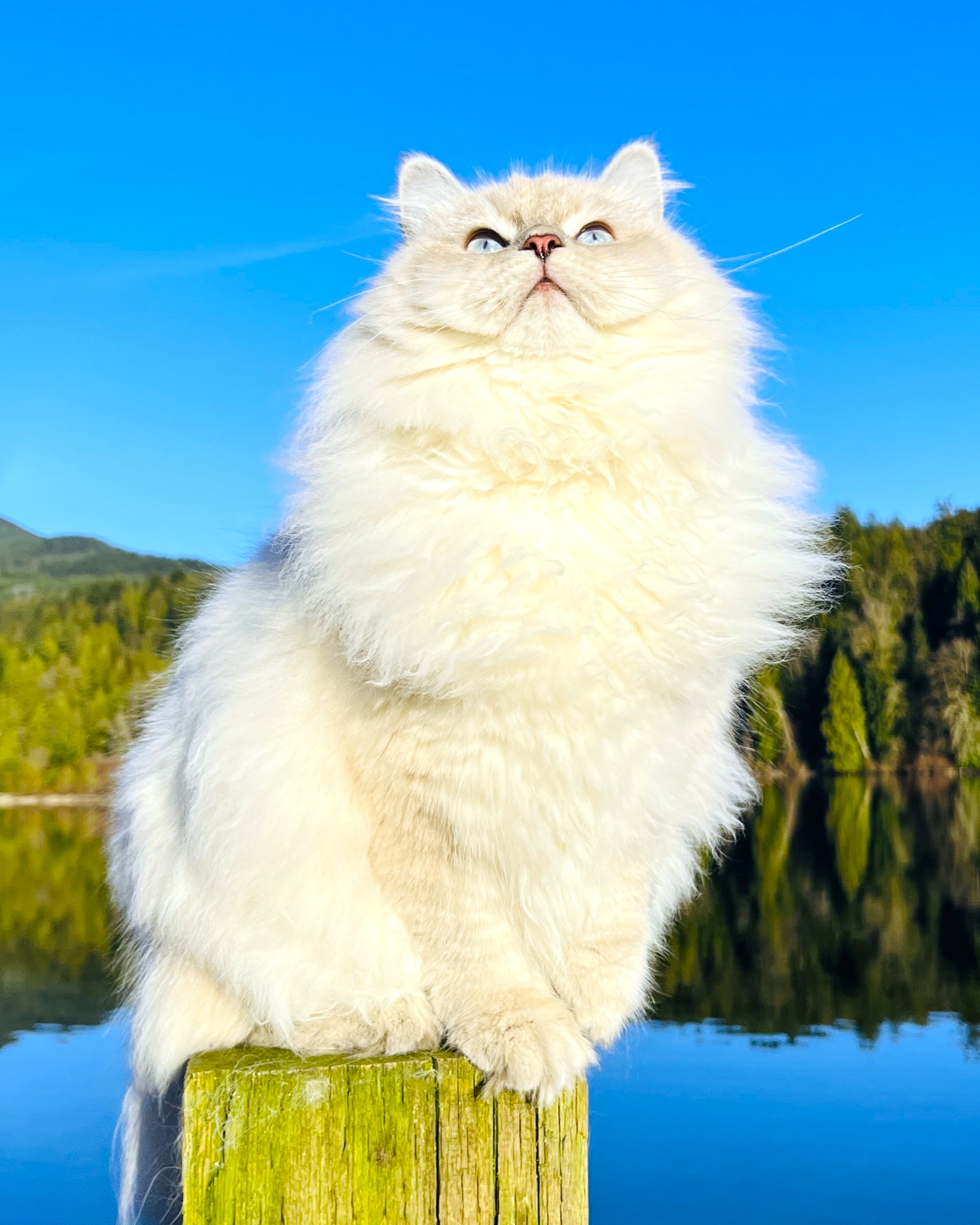 Siberian kitten exploring