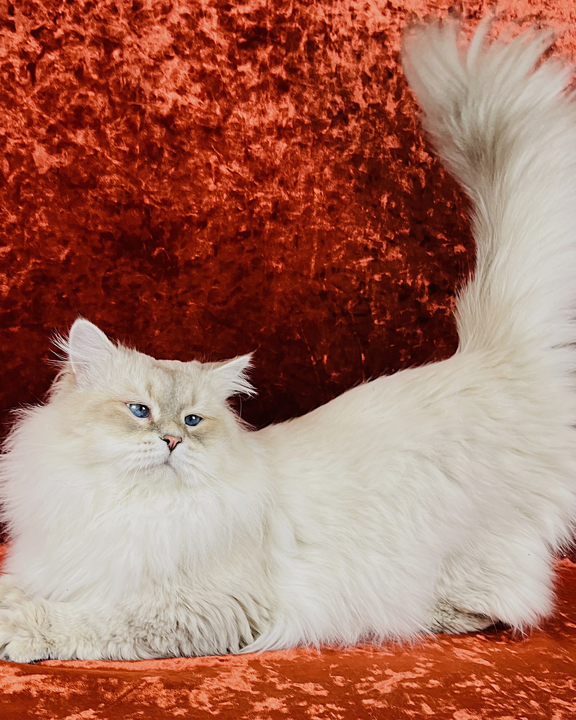 Siberian kitten with fluffy fur