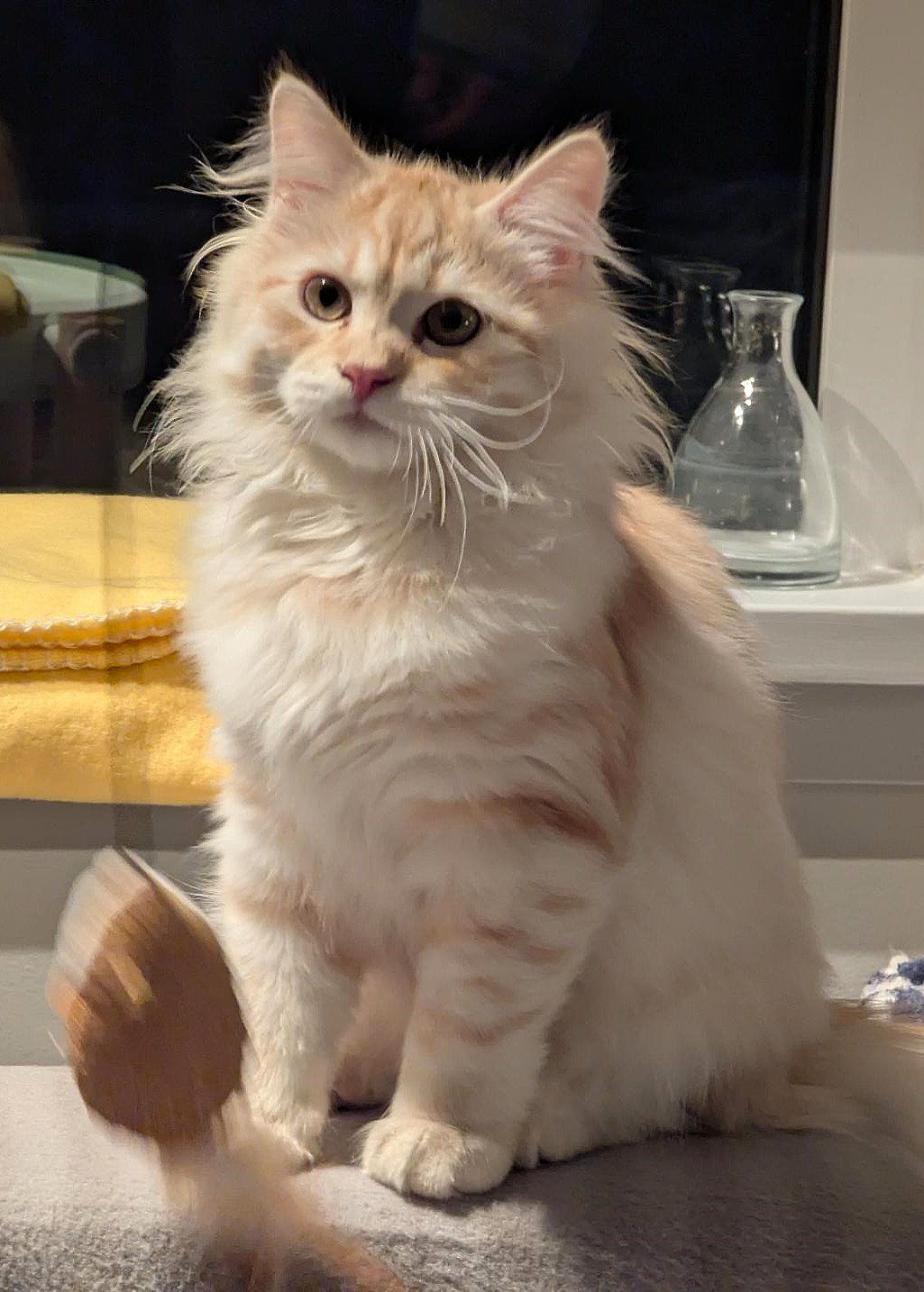 Lord Maru the Siberian kitten playing